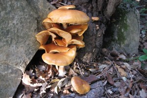 Omphalotus olearius (1200 x 800)